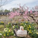 김정희 | 충남 예산 추사 김정희 고택 (추사고택) 수선화, 매화 명소 애견동반 산책 후기