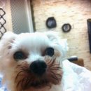 곰카센타 이미지