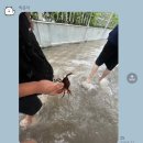 크로스핏 태풍 | 2025.W40