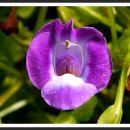 허브아일랜드 식물원 이미지