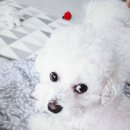 벨라씨모 이미지