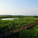 비봉인공습지 이미지