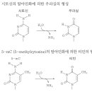 DNA 염기변형과 돌연변이 발생확률 이미지