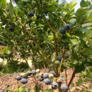 사나물농장 이미지