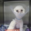 의정부 24시 IU 동물병원 이미지