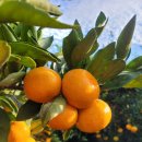 귤하우스 이미지