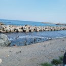 야자수 펜션 민박 이미지