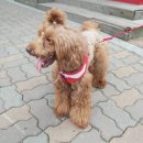 드림펫 동물병원 이미지