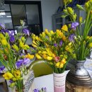 후리지아 이미지