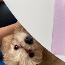 도도한 펫츠 이미지