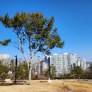 백송목재