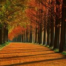 [제57차 역사기행]메타세쿼이아 가로수길의 장관 ㅡ 담양 남원 이미지