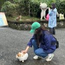 (주)세계로투어 | 대만 허우통 세계 6대 고양이 마을 구경 소요 시간 가는법 솔직후기 스허지 투어