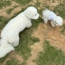 로비펫 | 경주 키녹 펫파크, 강아지들이 신나게 뛰어놀기 좋은 애견운동장 내돈내산 상세후기