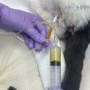 으뜸원동물병원 이미지