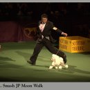 AKC's Weekly Wins Gallery -- February 18, 2010 이미지