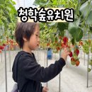 새하늘어린이집 | 2026년 청학숲유치원 새하늘유치원 우선모집 후기, 송도 다리건너 유치원 정보