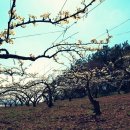 정봉목장 이미지