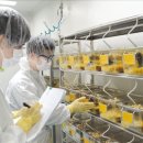 동물실험 📁 의료AI - 루닛, 쓰리빌리언, 고영, 토모큐브, 뷰노, 보로노이, 온코크로스 이미지