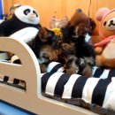 펫파크 동백점 이미지