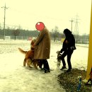 말티즈하우스 이미지