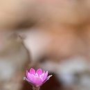 대의초등학교 이미지