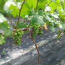 자옥농장 이미지