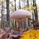 왔다 개미 이미지