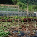 원식농장 이미지