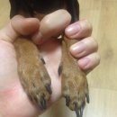 카카오독 이미지