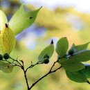 성읍리-5 이미지