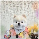 행복한펫샵 이미지