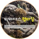 펫버닝(201호,202호) | [인천 연수구] 동춘동 파충류샵 '비바어스 렙타일', 인천 도마뱀, 인천 비바리움 전문 매장
