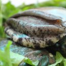 완도전복 이미지