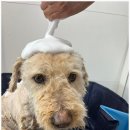 개미용중 이미지