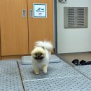 애월류가 이미지