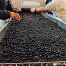 공개농장 이미지