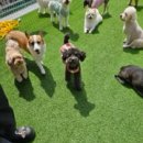 부산애견호텔 댕스스쿨 이미지