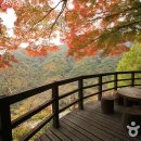 단풍스테이 이미지