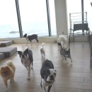 하울팟 부산케어센터 | 해운대애견유치원 프로그램이 다양한 부산애견호텔 하울팟 부산 케어센터 다녀온 후기