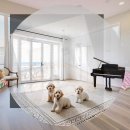 제천동물보호센터 | 제천 유기동물보호센터 강아지입양소 선택의 기준