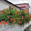 감나무식당 이미지