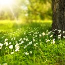 에코라인 이미지