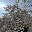 양지천 | 순창 꽃잔디 축제 후기 경천 양지천 주차와 참두릅 행사 정리