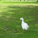 DUCK DUCK GOOSE 이미지