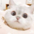 제니스탑부동산중개 | 청년 버팀목 전세대출 후기 2탄 _ 부동산 방문 &amp; 가계약 후기