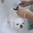 러블리펫텔 네이버블로그