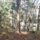 댕바우 이미지