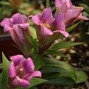 크로바농장 이미지