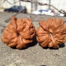 귀족호도 이미지